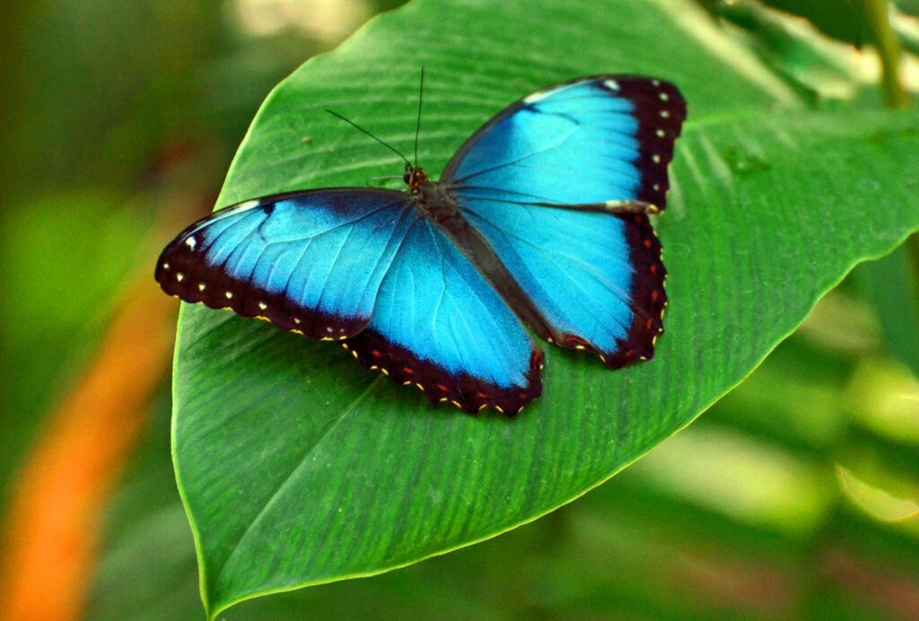 Biophilia Park